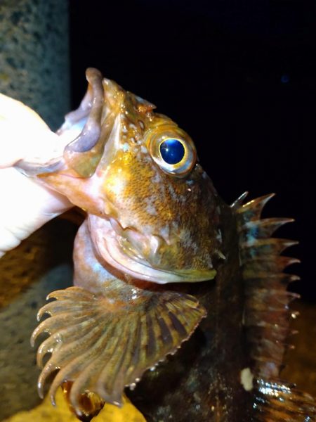 アジングでガシラとセイゴ